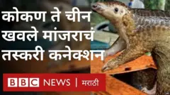 खवले मांजर