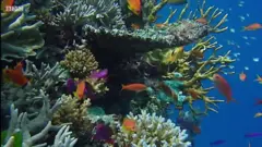அழிவின் விளிம்பில் - கடலுக்கு அடியில் ஒரு வினோத உலகம்