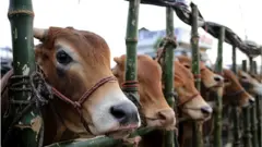 গরুর হাটে খুঁটির সাথে সারি করে বাঁধা গরু