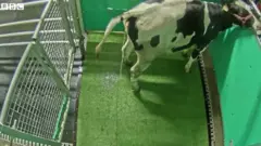 गाय
