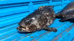 因此，此次中國宣佈禁止輸入，引發養殖業者焦慮。「現在石斑魚在台灣的價格已經開始下跌大陸不買，中盤商就開始殺價，所以魚價已經開始跌了，」林春來解釋。