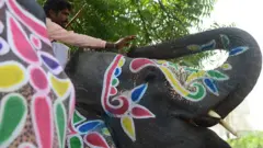 गुजरातमा हात्ती