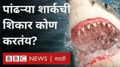 ही दक्षिण आफ्रिकेतल्या केप टाऊन जवळच्या समुद्र किनाऱ्याजवरची घटना आहे.