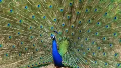 నెమలి
