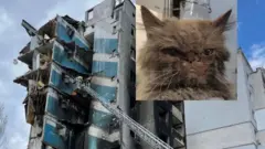 кішка
