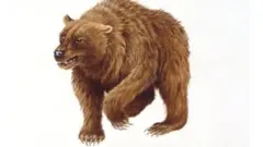 குகை கரடி