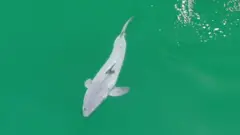 baby shark