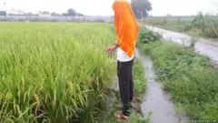 rice