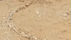 скелет животињеиз праисторије, кости на песку у индијском селу