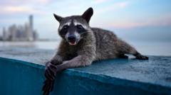 Evolución extrema: los animales que se transforman a gran velocidad para sobrevivir