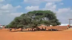 Geedka Quracle  ka hor inta uusan dumin