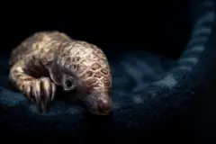 Um pequeno pangolim se enrola em um cobertor escuro e macio, suas escamas pálidas e sobrepostas captando a luz tênue. Seu pequeno focinho repousa para baixo e uma minúscula pata dianteira com garras se estende para a frente, dando-lhe uma aparência frágil e sonolenta contra o fundo escuro.