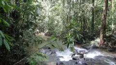 සිංහරාජ