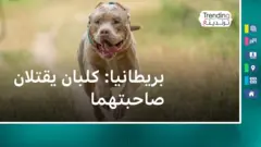 كلبان يقتلام امرأة في بريطانيا