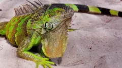 Iguana em Miami