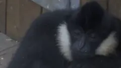 Životinja u londonskom zoo vrtu