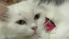 बिल्ली