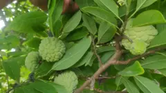 শরিফা ফল