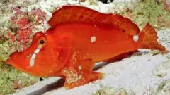 Walking-scorpion-fish.