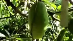 आम
