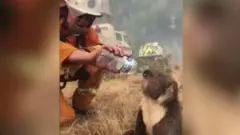 Bombeiro dá água para coala