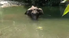 हथिनी