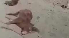 لاشه حیواناتی که قتل عام شدند
