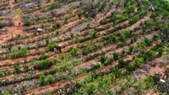 ਬ੍ਰਾਜ਼ੀਲ