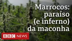 Plantação de maconha no Marrocos