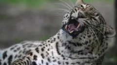 દીપડો