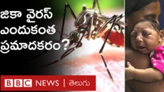 Zika virus