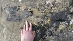 Osso encontrado em praia