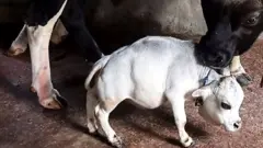 ਬੰਗਲਾਦੇਸ਼, ਰਾਣੀ