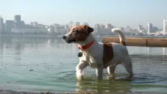 пес