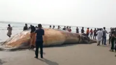 সৈকতে মৃত তিমি