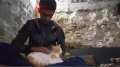 సిరియా - పిల్లులు