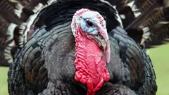 Un pavo o guajolote