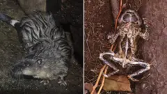 Rato aquático e sapo de cana dissecado