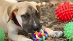 પ્રતીકાત્મક