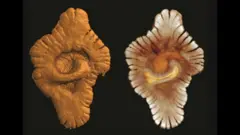 fosili