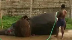 हाथी