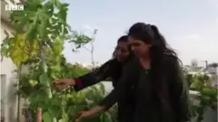 మేడపైనే వ్యవసాయం
