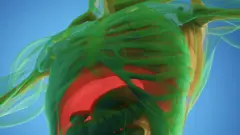 ምስሊ ውሽጣዊ ኣካላት ወዲሰብ