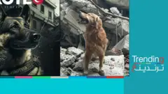 تكريم كلب سويدي وجنازة عسكرية لكلب مكسيكي ساهما بإنقاذ ضحايا زلزال تركيا
