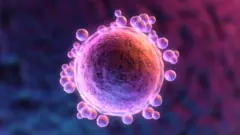 मानवडिम्बको चित्राङ्कन