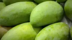রাজশাহী, চাঁপাইনবাবগঞ্জসহ দেশের অনেক স্থানে ফজলি আম হয়ে থাকে।