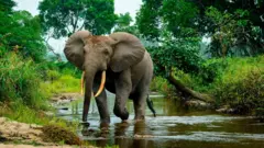 gajah, hutan, afrika, perubahan iklim