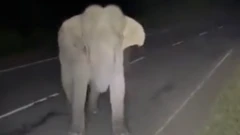 absuing elephant at habarana