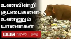 யானைகள்