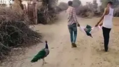 నెమలి